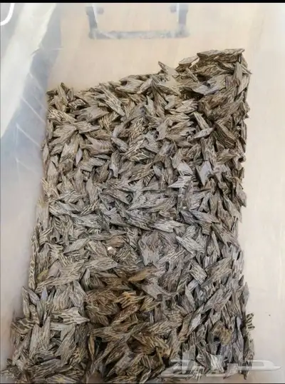 تصفية عود تايقر 0