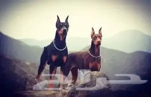 تدريب كلاب الحراسة علي يد خبراء 5