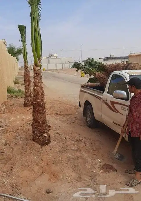 نخل للبيع مثمرة وزينه واشنطني 7