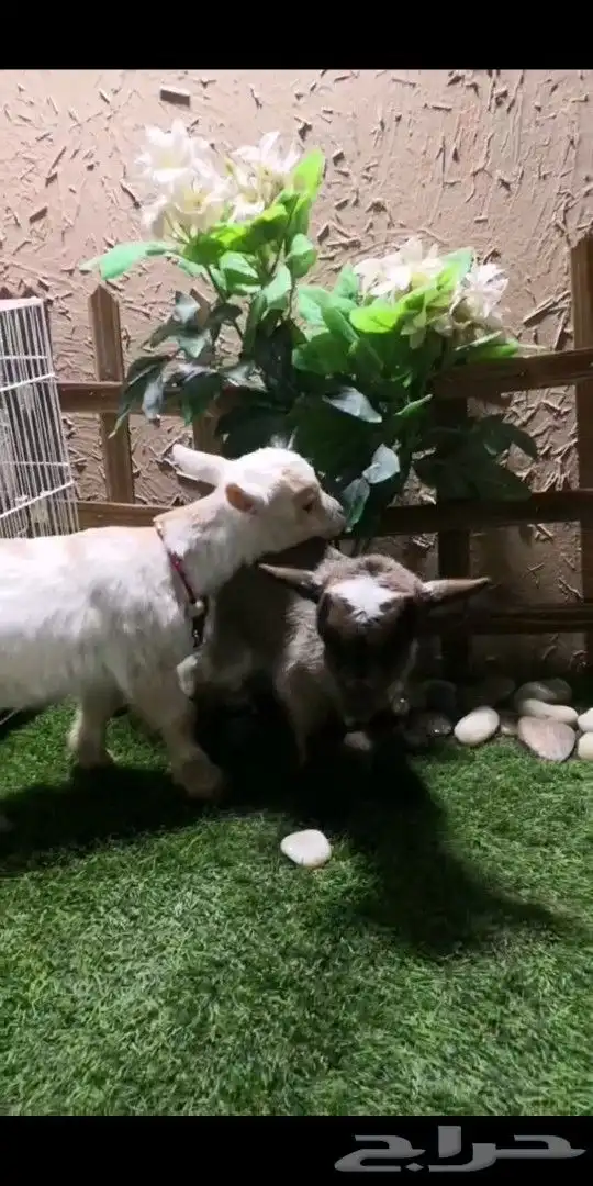 جوز ماعز قزمي تشيكي العمر اسبوعين مع ملحقاته 1