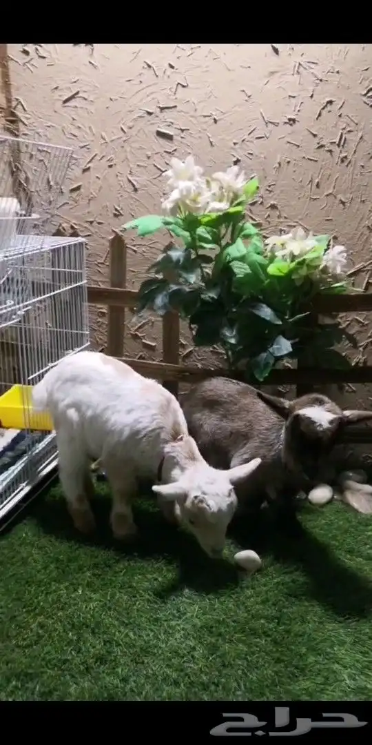 جوز ماعز قزمي تشيكي العمر اسبوعين مع ملحقاته 2