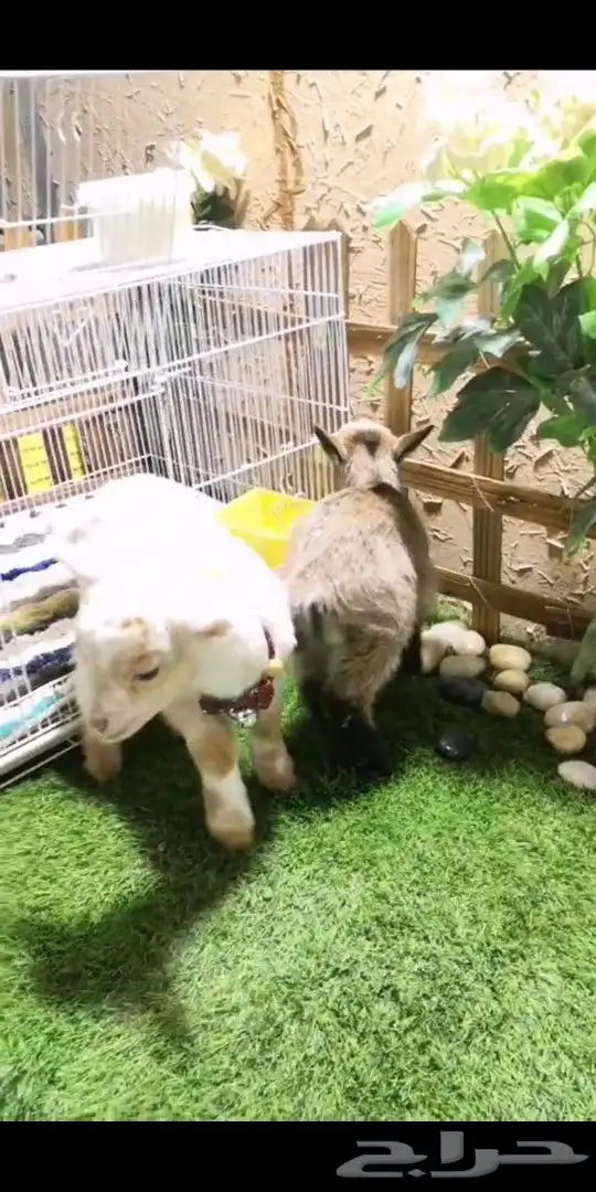 جوز ماعز قزمي تشيكي العمر اسبوعين مع ملحقاته 6