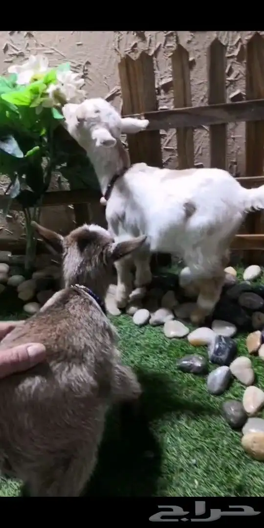 جوز ماعز قزمي تشيكي العمر اسبوعين مع ملحقاته 3