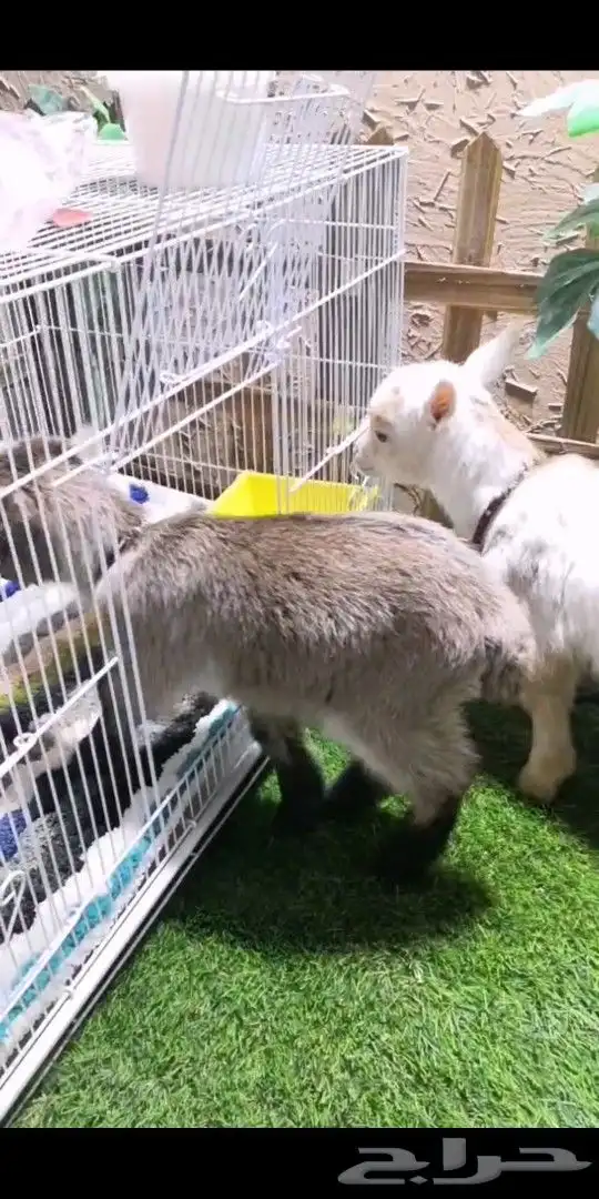 جوز ماعز قزمي تشيكي العمر اسبوعين مع ملحقاته 0