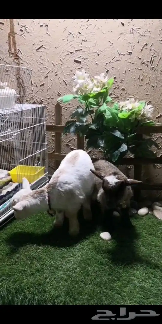 جوز ماعز قزمي تشيكي العمر اسبوعين مع ملحقاته 4