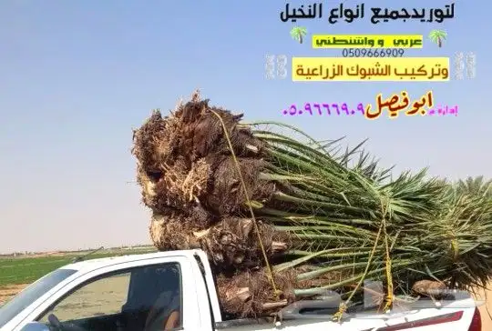 نخل للبيع مثمرة وزينه واشنطني 5