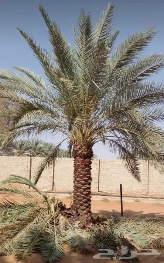 نخل للبيع مثمرة وزينه واشنطني 8