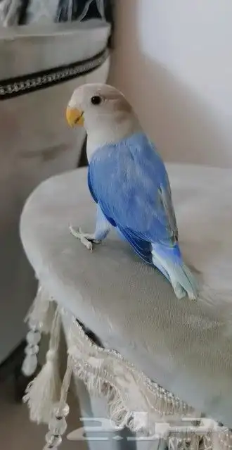 أجمل ببغاء الروز اليف جدا مناسب للأطفال لعوب مغرد 13