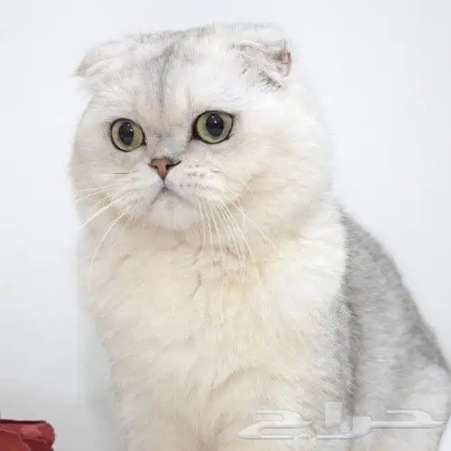 (( للتزاوج نقدا او بالاقساط )) قط سكوتش فولد ns11 مسجل 0