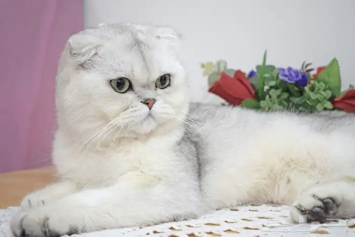 (( للتزاوج نقدا او بالاقساط )) قط سكوتش فولد ns11 مسجل 2