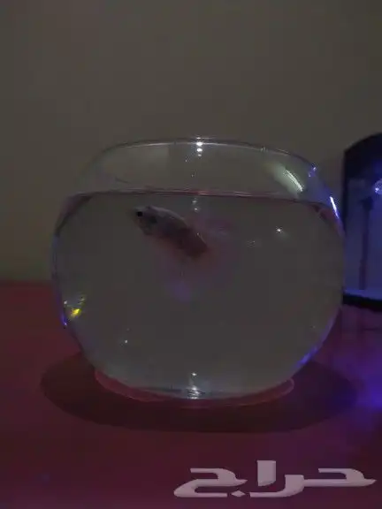 سمك الفايتر 10