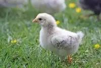 صوص للبيع بداية تاريخ الانتاج 0