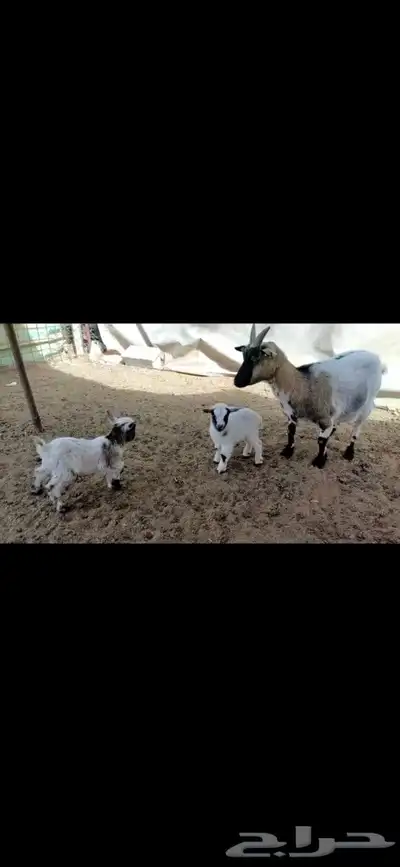 جفرتين قزمي مكس 0