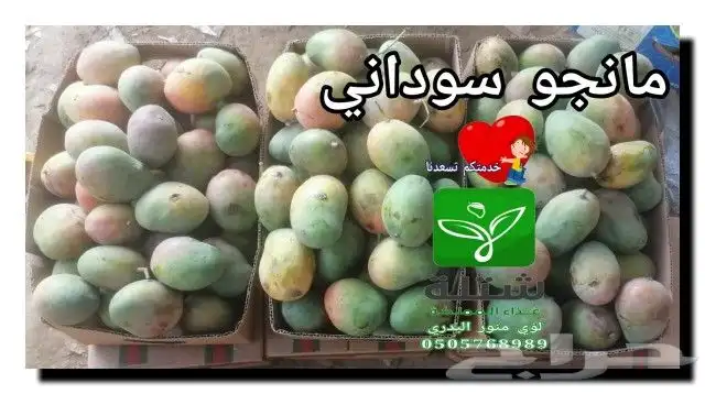 شتلات مانجو حمضيات موز احمر بلدي امريكي ببايا ثمار مانجو 34