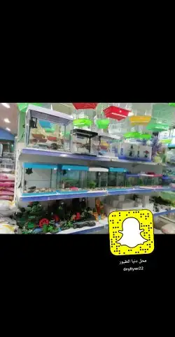 سلاحف سلحفات 7