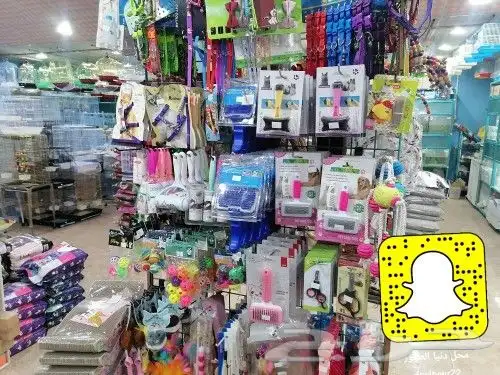 سلاحف سلحفات 17