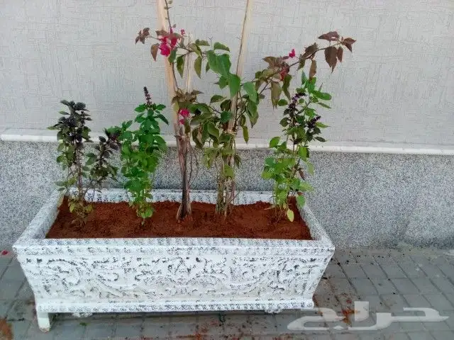 زراعه وحدائق وزراعة النخيل 15