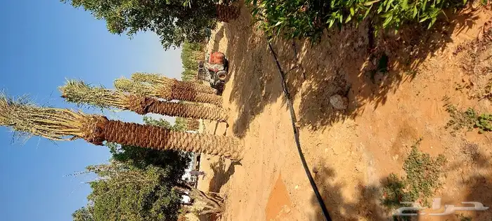 نخيل ( نخل عربي ) مثمر 0