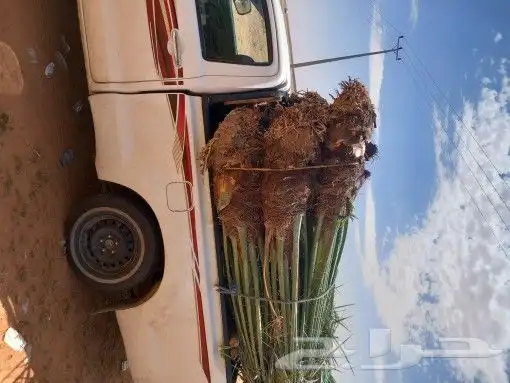لدينا جميع انواع نخل القصيم 9