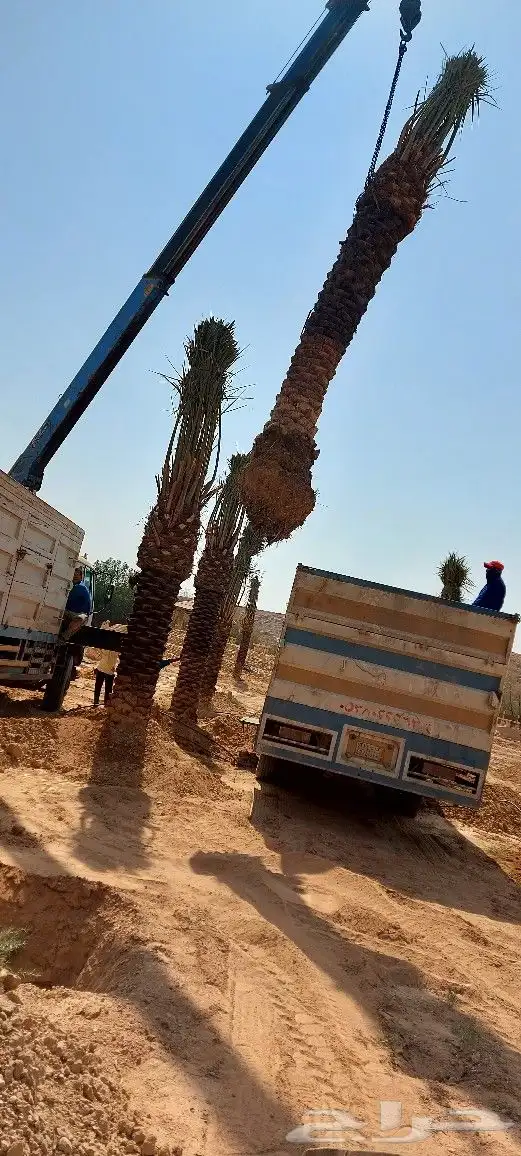 نخيل ( نخل عربي ) مثمر 2