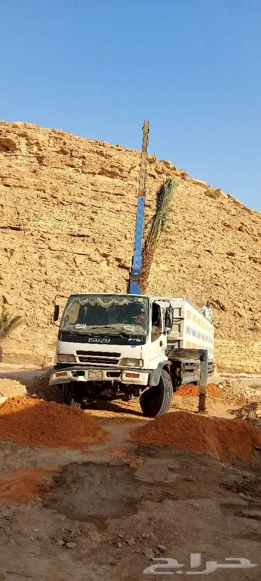نخيل ( نخل عربي ) مثمر 4