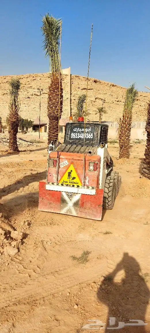 نخيل ( نخل عربي ) مثمر 3
