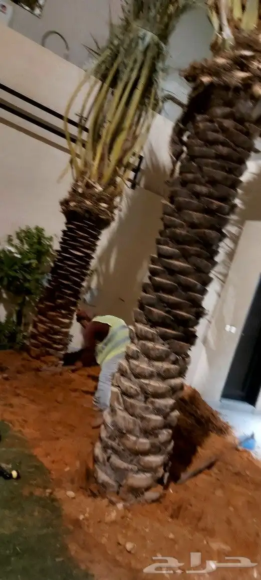 نخيل ( نخل عربي ) مثمر 1