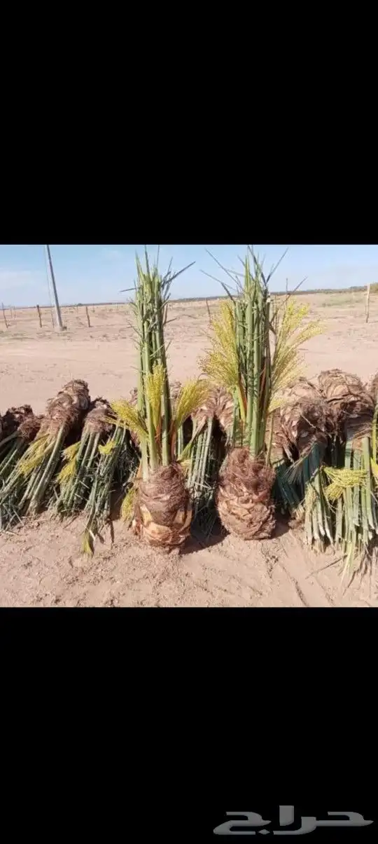 لدينا جميع انواع نخل القصيم 2