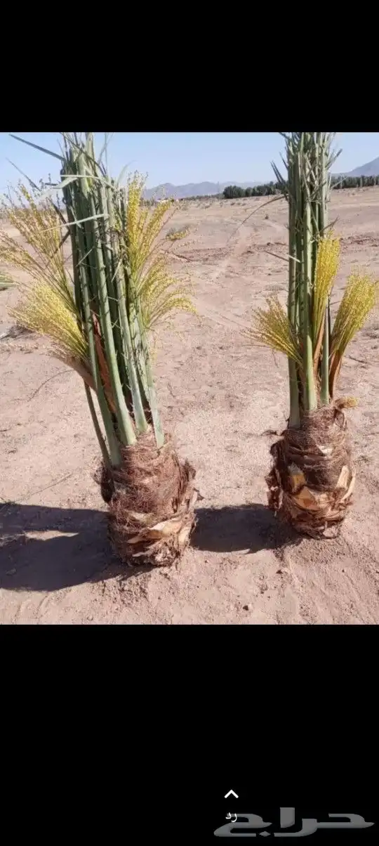 لدينا جميع انواع نخل القصيم 6