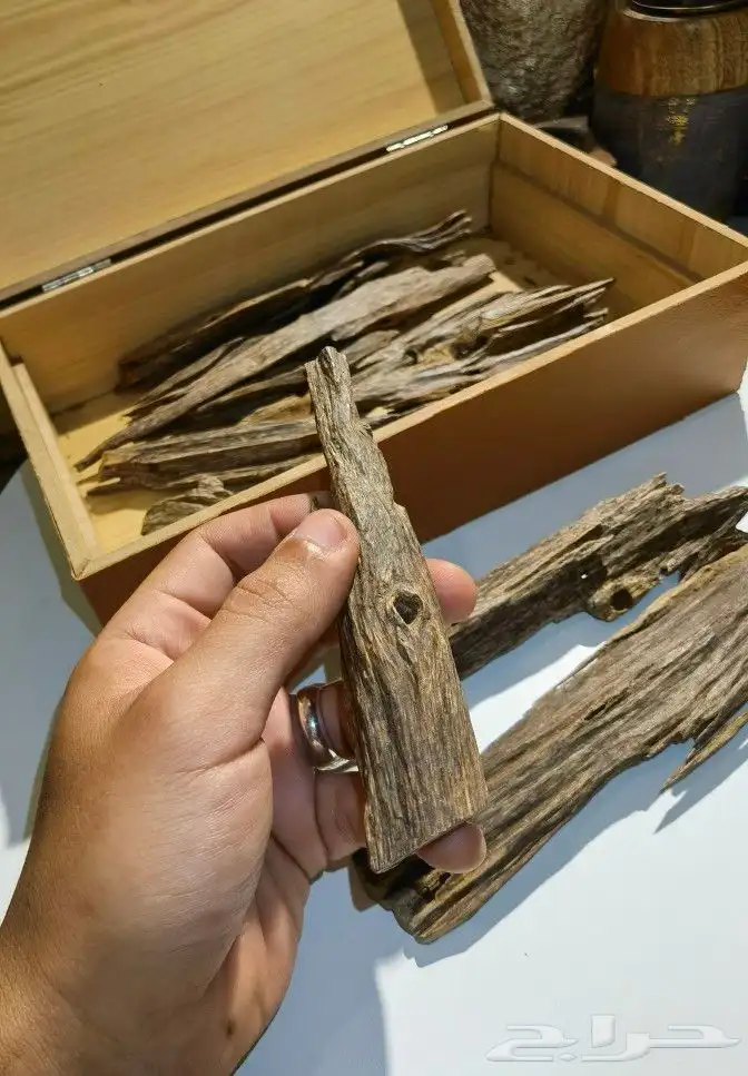 الهندي الطيب 3