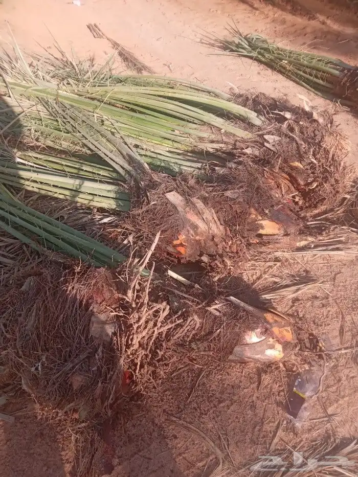 فسايل النخيل 9