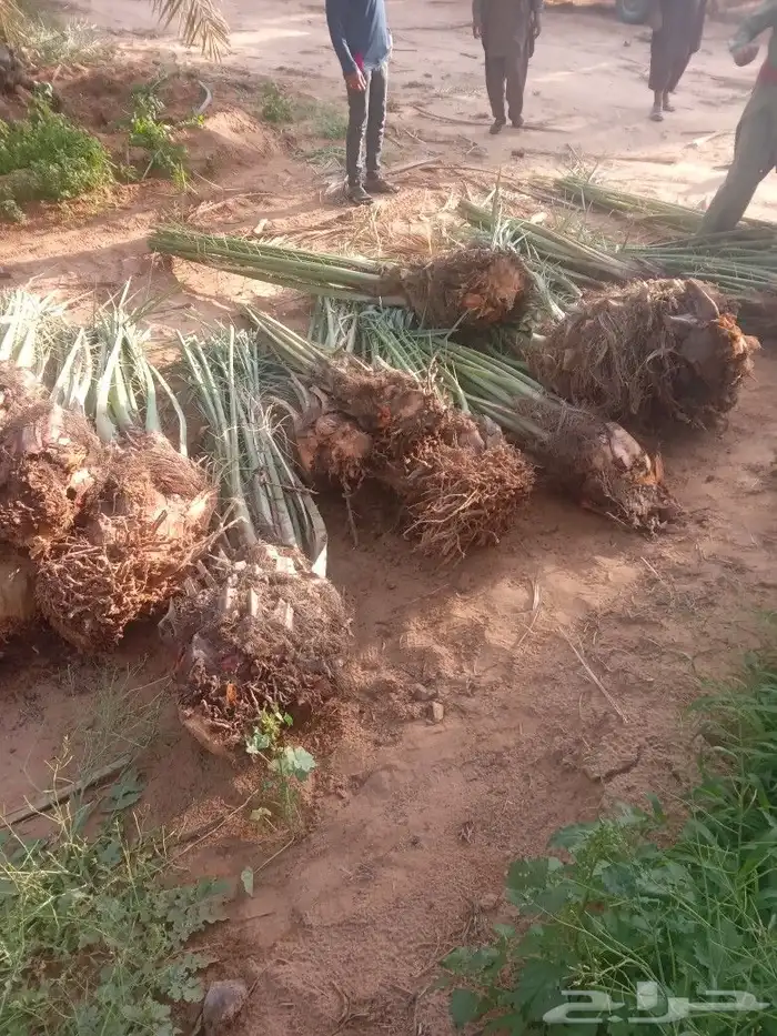 فسايل النخيل 3