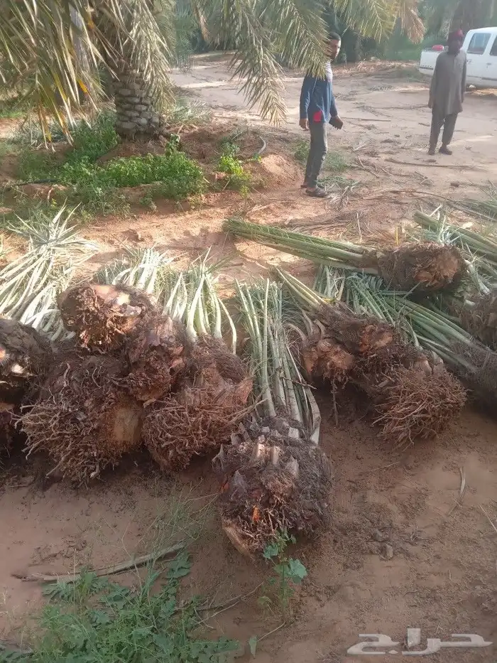 فسايل النخيل 2