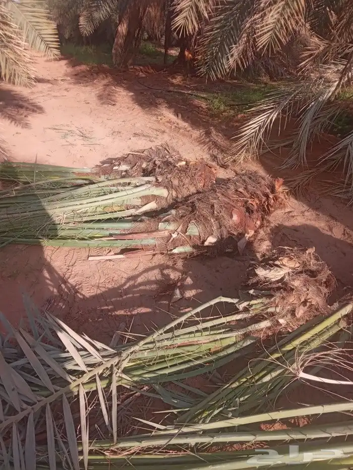 فسايل النخيل 8