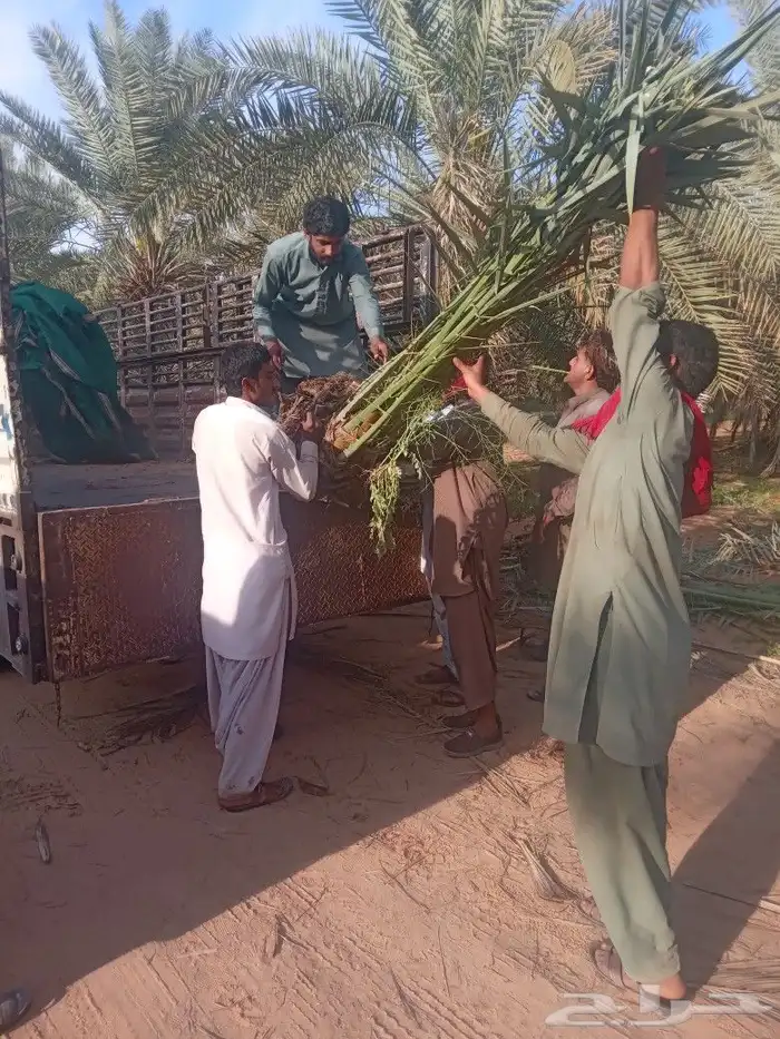 فسايل النخيل 4