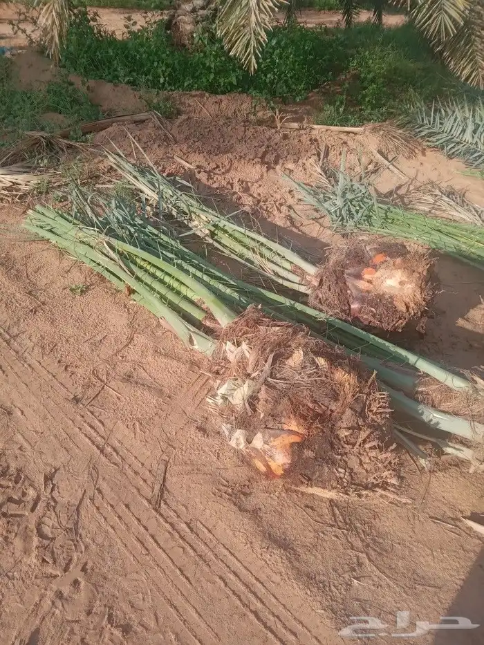 فسايل النخيل 6