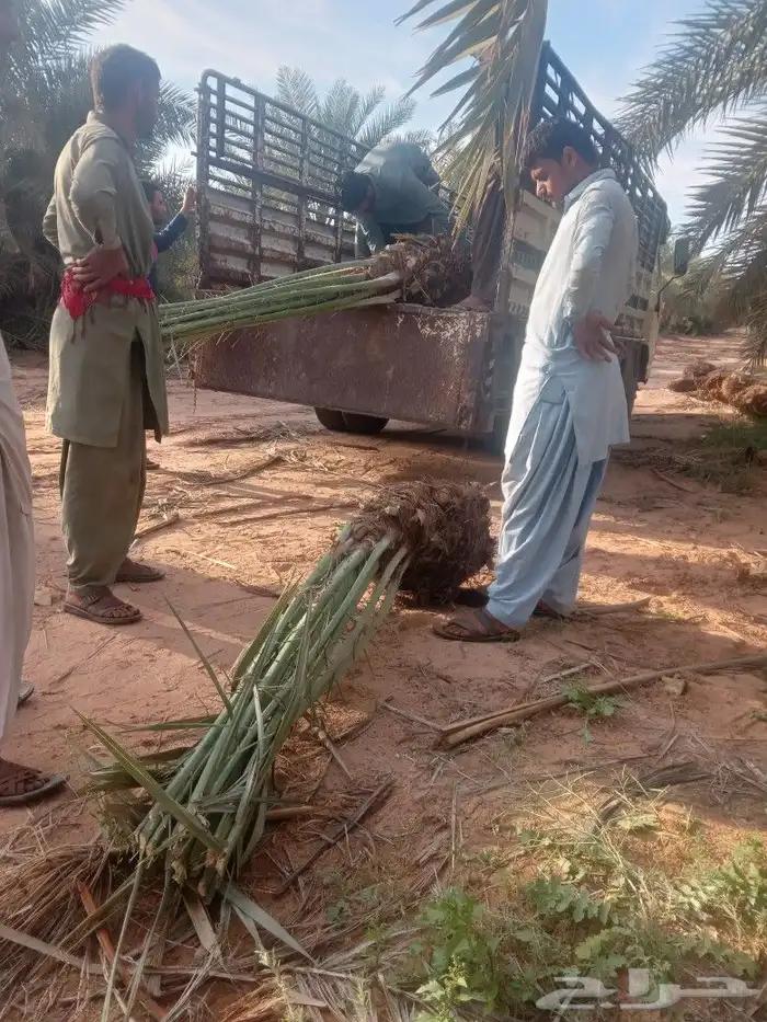 فسايل النخيل 5