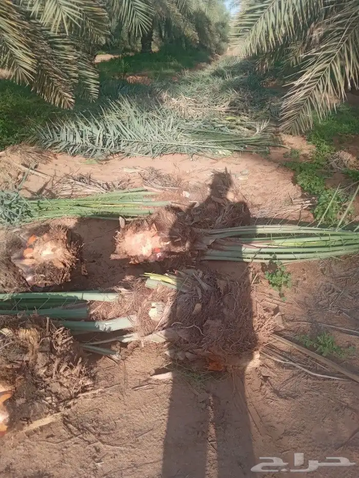 فسايل النخيل 7