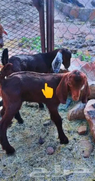 للبيع فحل أدهم أجم تب التب(تم البيع) 4