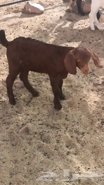 للبيع فحل أدهم أجم تب التب(تم البيع) 5