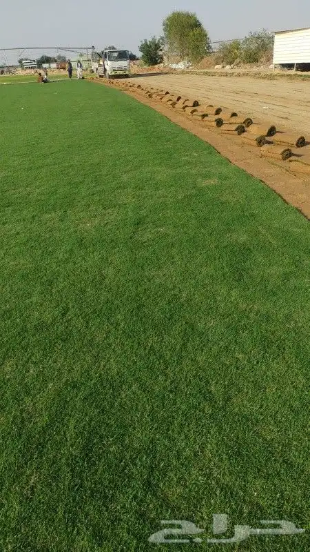 تيل طبيعي سي 2000 أمريكي 3