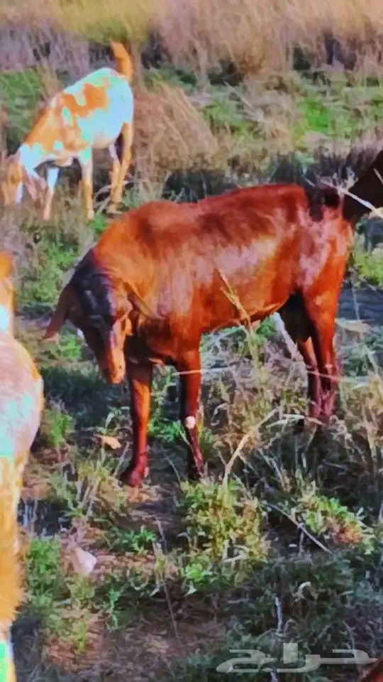للبيع فحل أدهم أجم تب التب(تم البيع) 3
