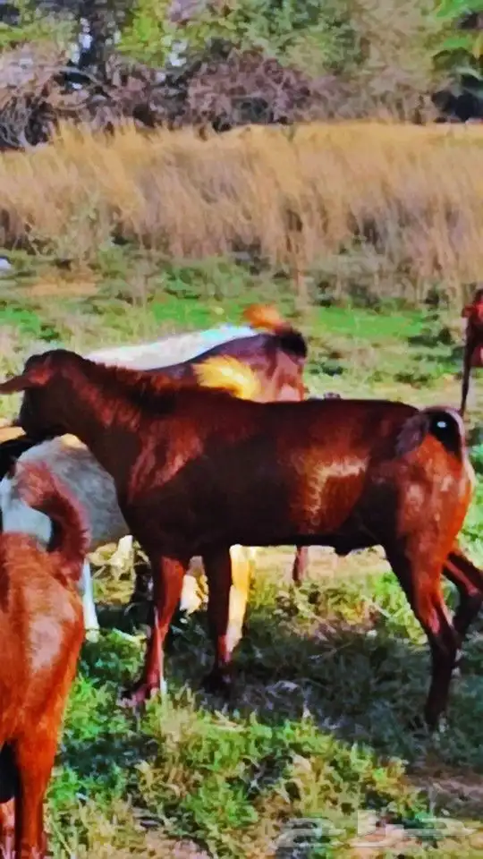 للبيع فحل أدهم أجم تب التب(تم البيع) 1