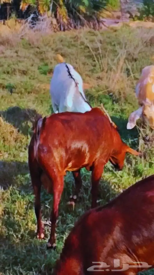 للبيع فحل أدهم أجم تب التب(تم البيع) 2