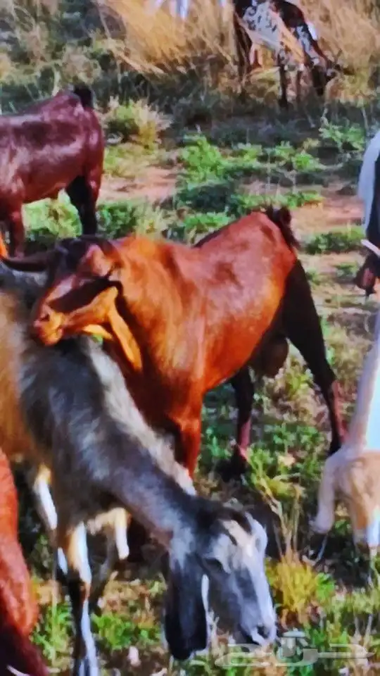 للبيع فحل أدهم أجم تب التب(تم البيع) 0