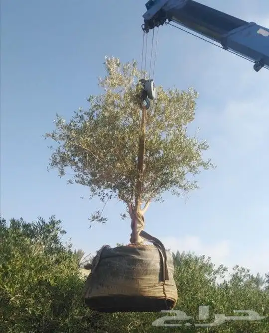يوجد لدينا أشجار الزيتون 0