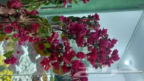 شجره الجهنميه لونين طويل وشجرالكنه وجميع الاشجار الزينه 1