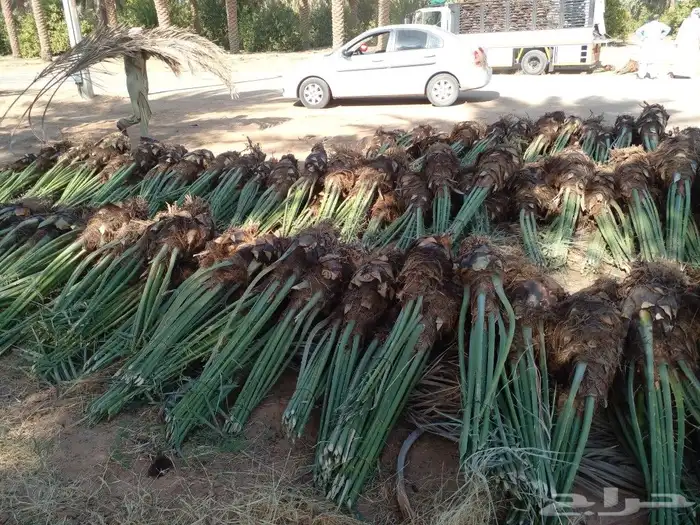 فروخ سكري وصقعي ومجدول 4