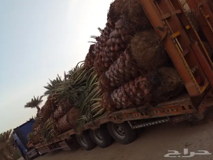 فروخ سكري وصقعي ومجدول 0