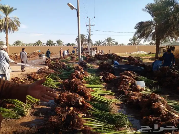 فروخ سكري وصقعي ومجدول 6